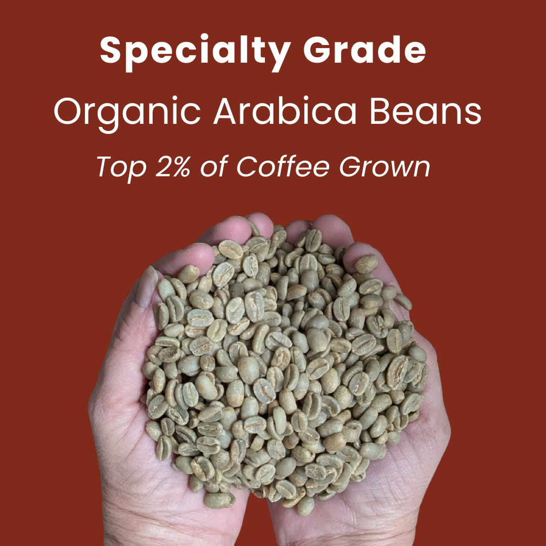 Showing high-quality green Arabica coffee beans with zero primary defects