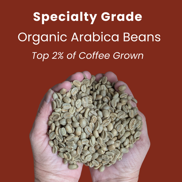 Showing high-quality green Arabica coffee beans with zero primary defects