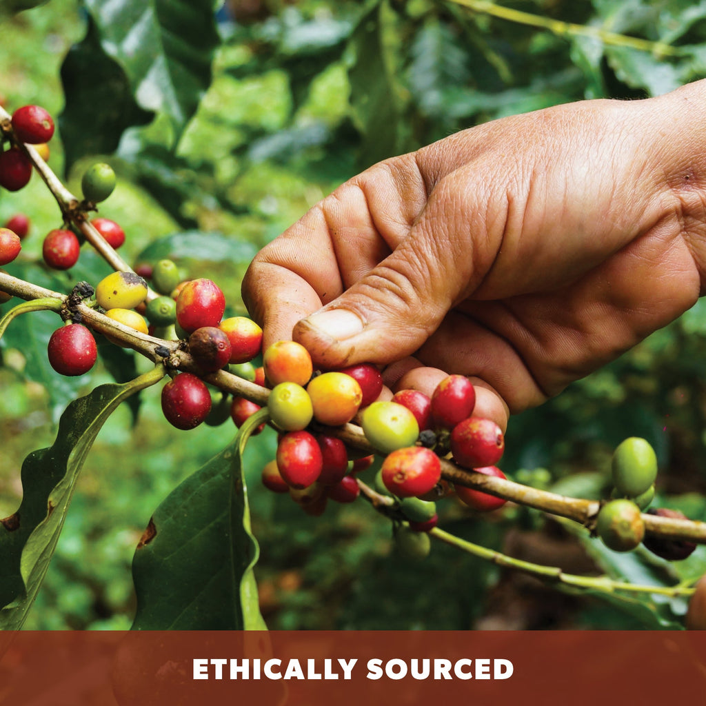 best coffee beans organic ethically sourced sustainable products